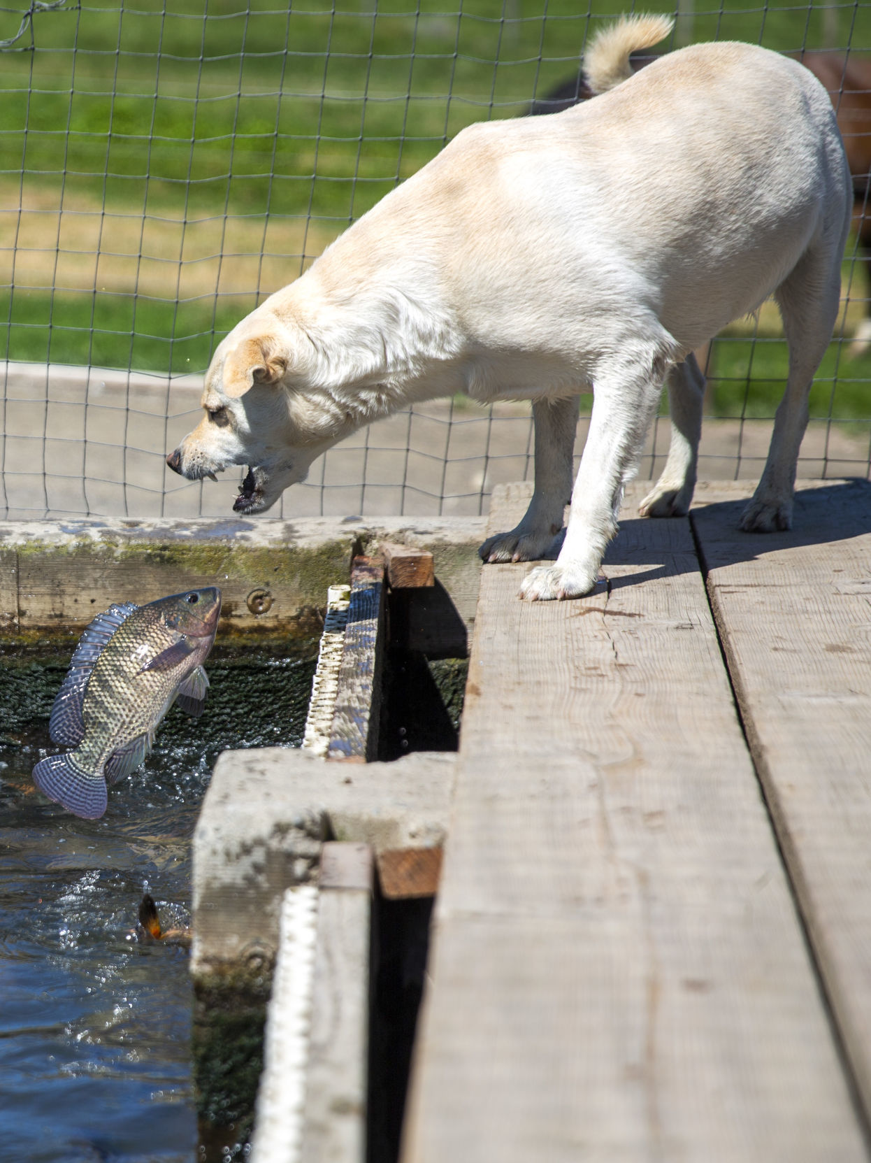 Aquaculture industry takes a hit with coronavirus closures